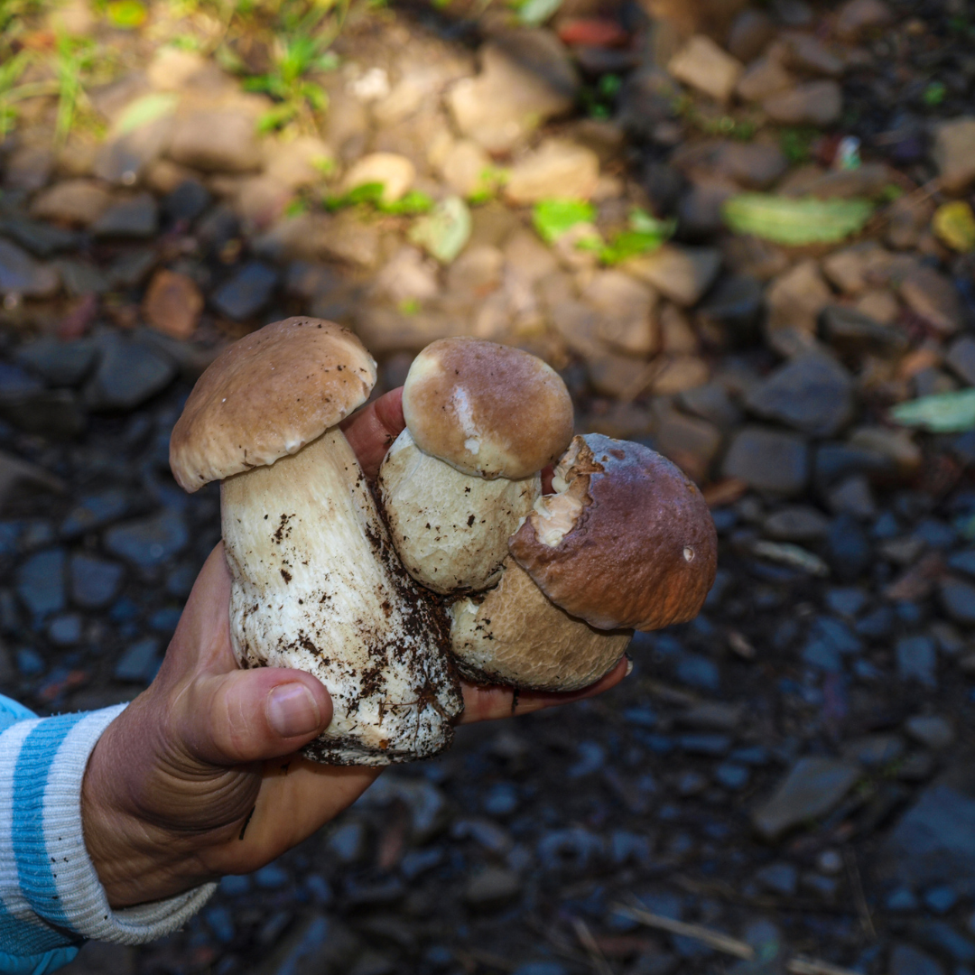 Cazando al Matsutake en la Mixteca, recorrodido mitológico EDOMEX