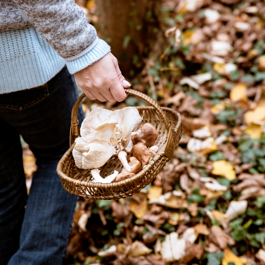 Cazando al Matsutake en la Mixteca, recorrodido mitológico EDOMEX